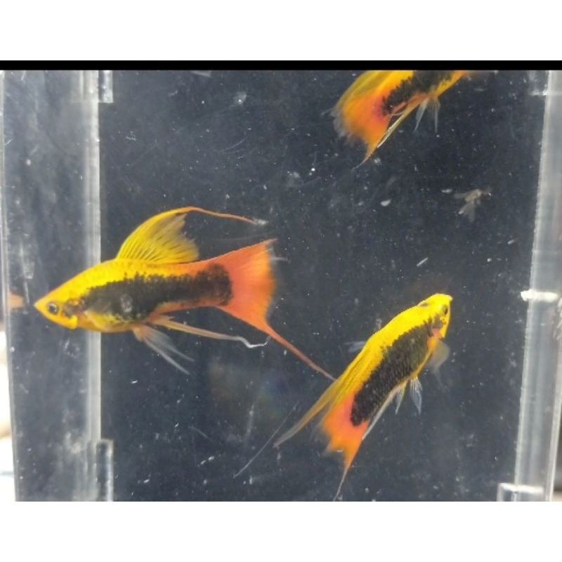 platy variatus cendrawasih lyretail