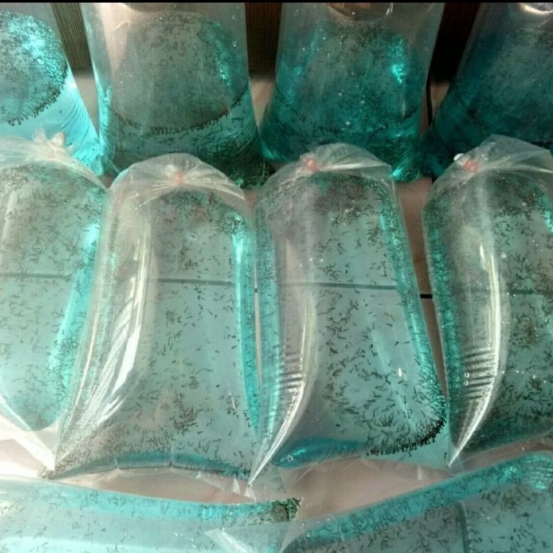 READY  Spirullina, Artemia, Kutir Pakan Ikan Cupang, larva air / Encuk STERIL ORGANIK✅️ | Pakan Ikan