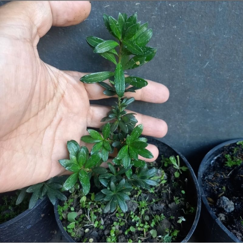 Lohansung mutiara bibit sedang