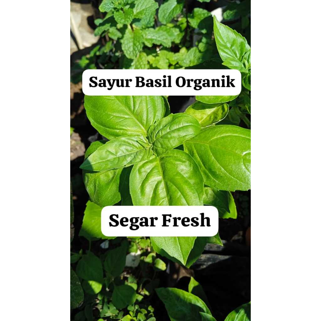 

Sayur Herbal Basil Organik Segar Fresh