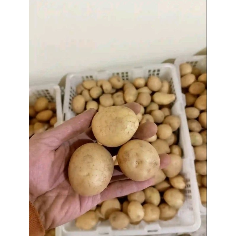 

kentang 500gram ABC Garut brkualitas super