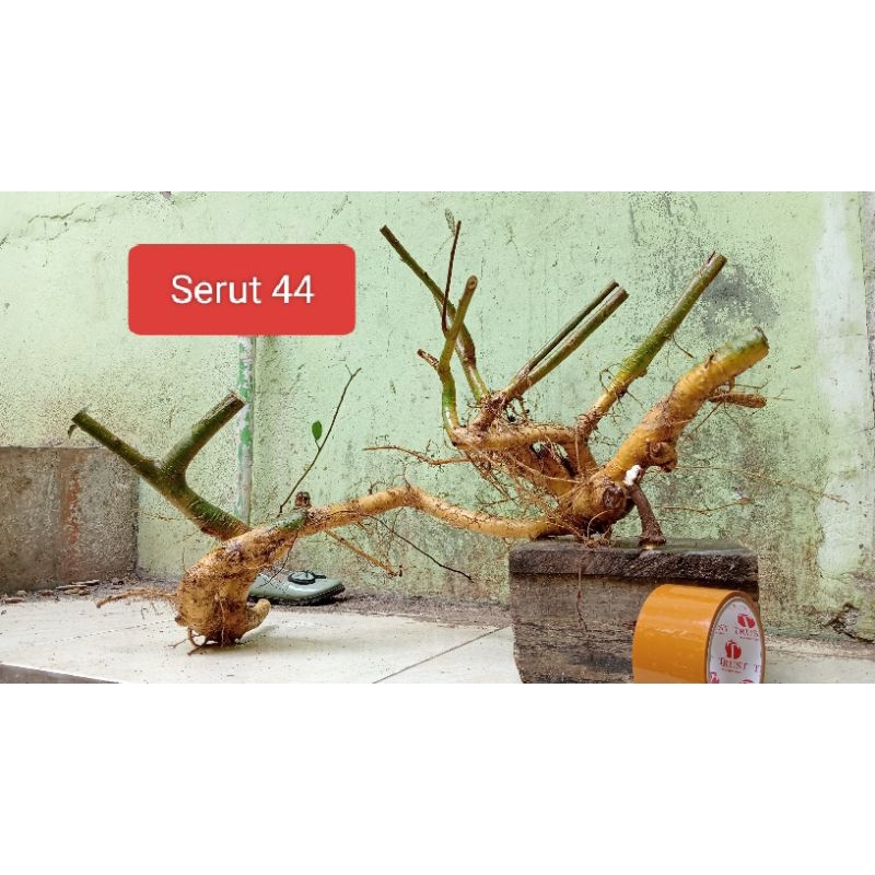 Bahan Bonsai Serut Raft Realpict 70 Medium - Large