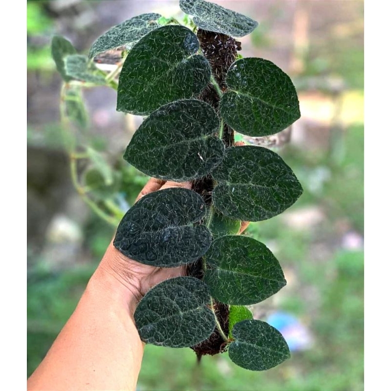 picus spillosa berbulu