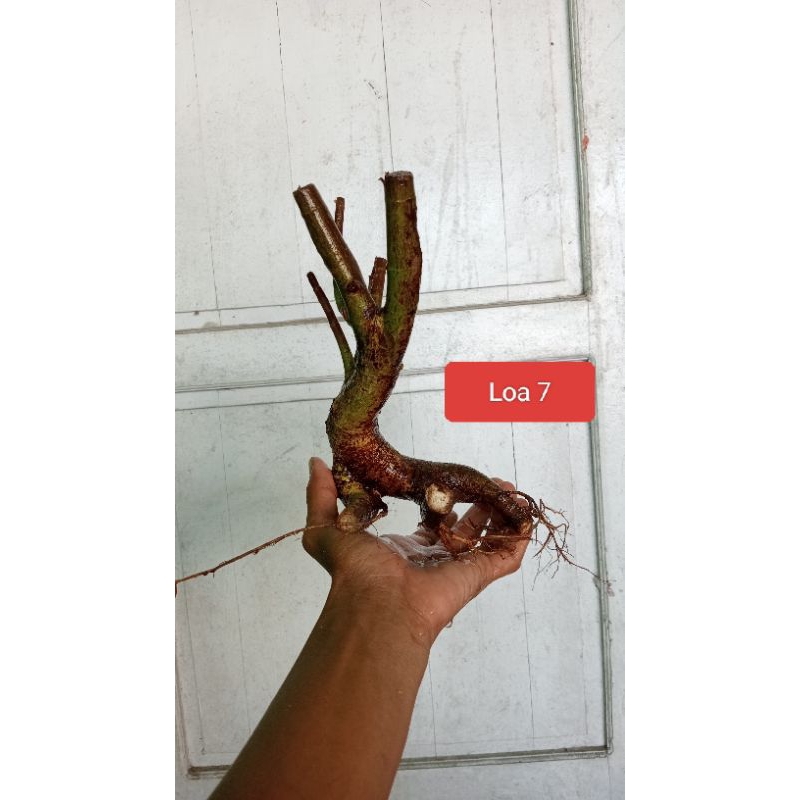 Bahan Bonsai Loa Mame Berkarakter Realpict 11