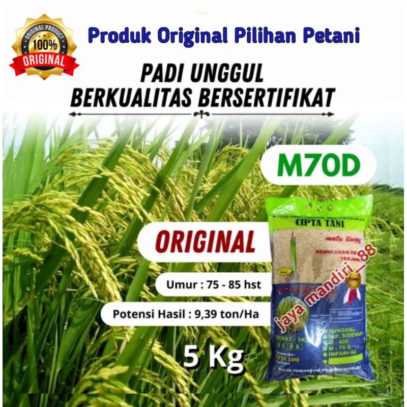 Benih Padi M70 D Original 5 kg