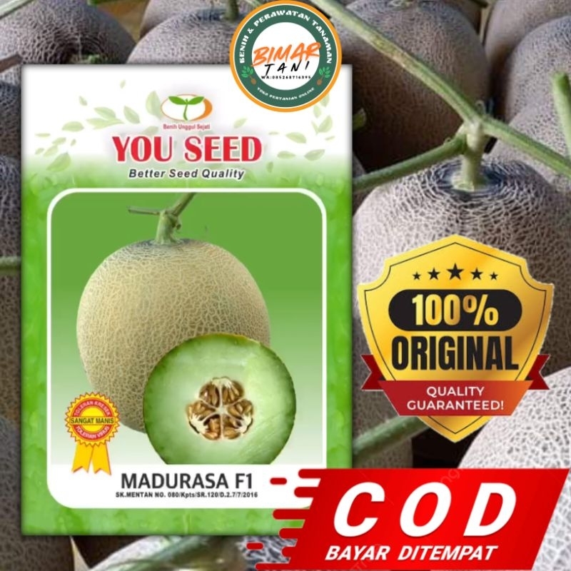 Benih Melon MADURASA F1, You Seed