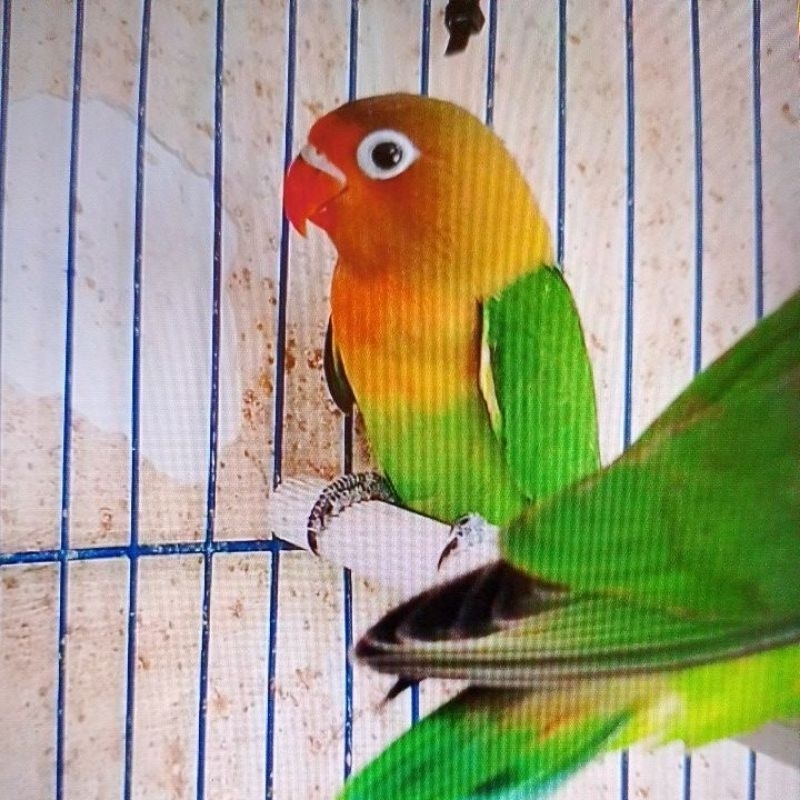 Lovebird Josan Paud Bandung