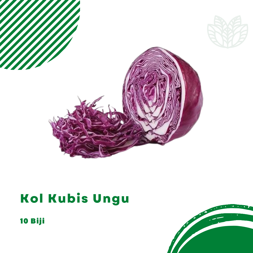 Benih Biji Kubis Ungu Kubis Merah
