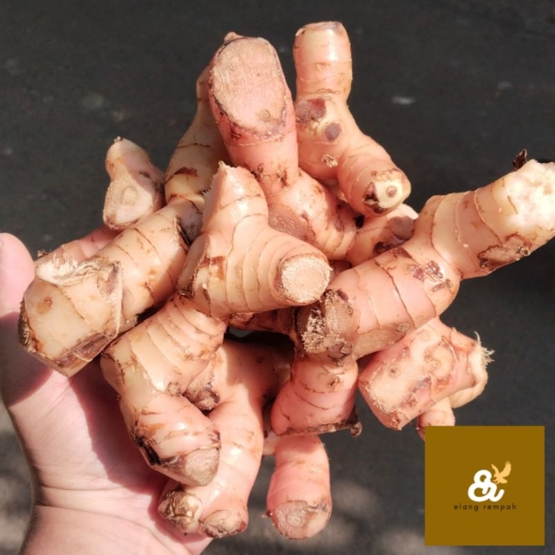 

LENGKUAS 250 GRAM LAOS SEGAR MERAH