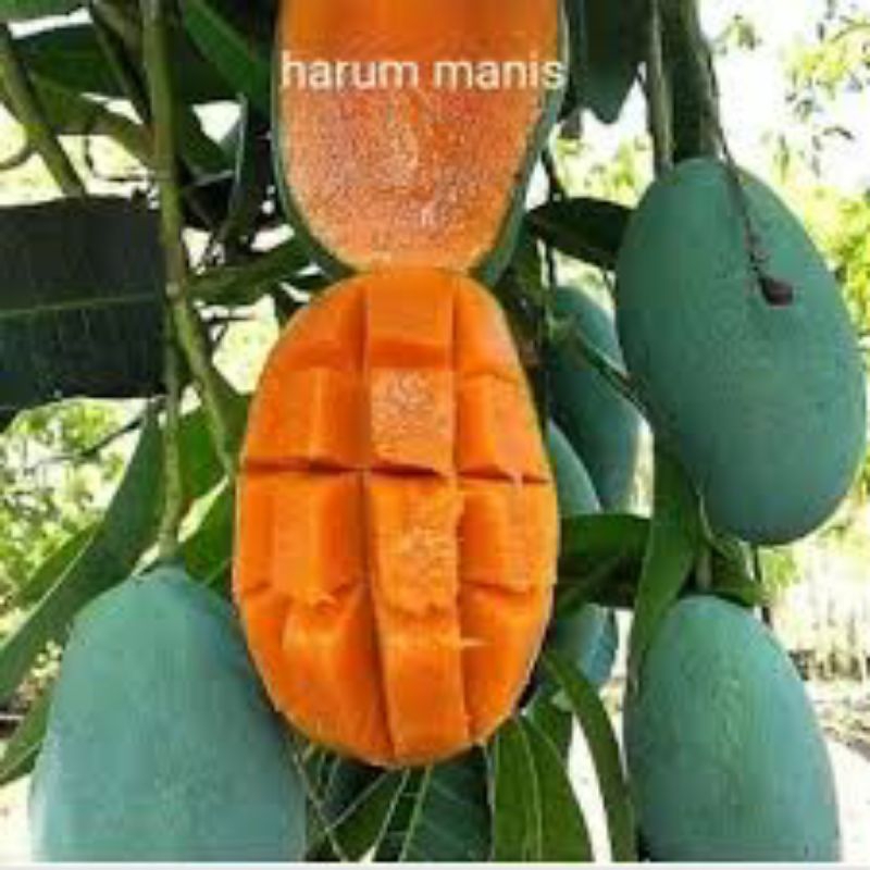 

Buah mangga Arumanis 1 Kg