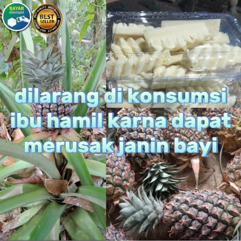 

buah nanas muda segar