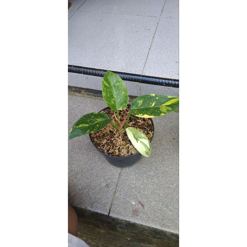 philo green congo farigara