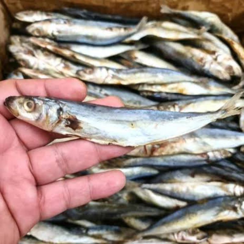 ikan asin layang kecil