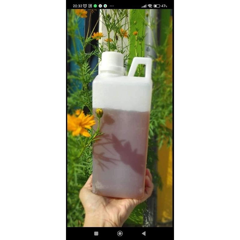 

madu murni hutan Sialang