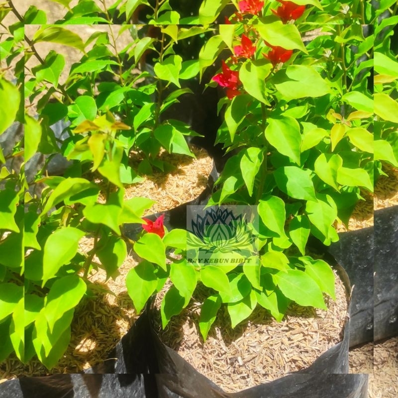 Tanaman bougenville ekor musang merah