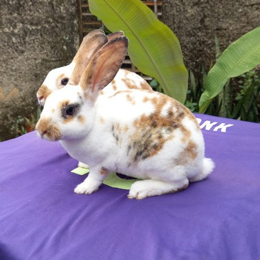 Sepasang Anakan Kelinci Rabbit Bunny REX Bulu Karpet