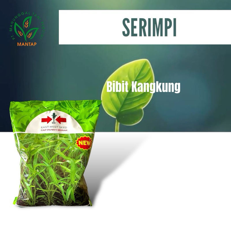 Benih Kangkung serimpi