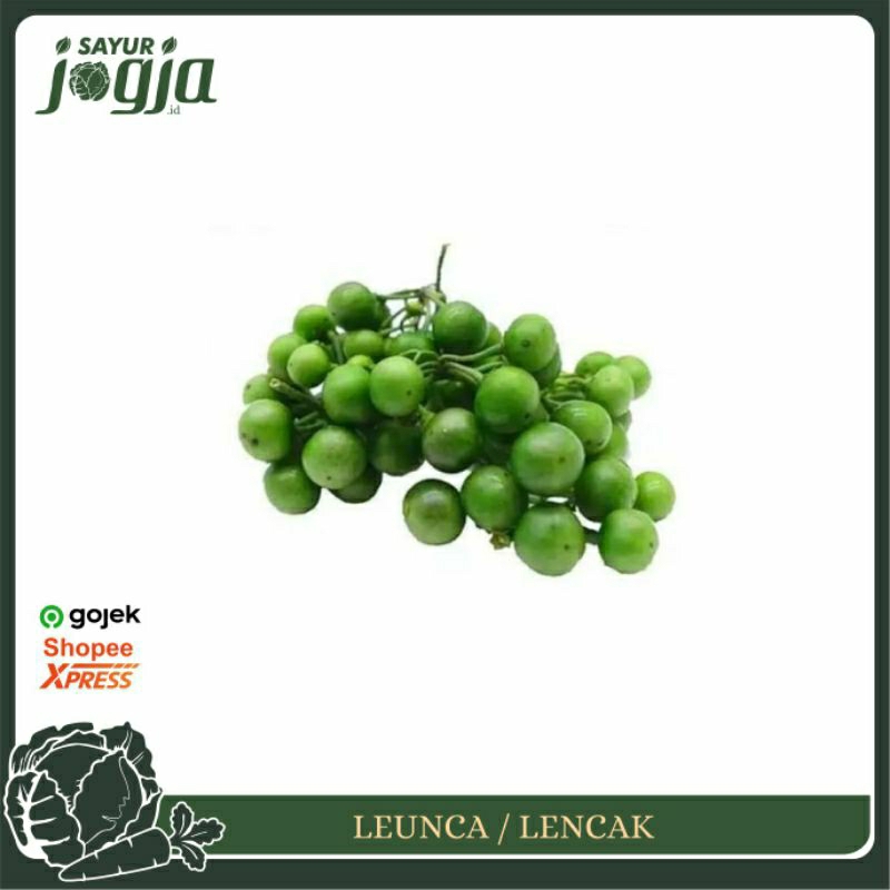 

Leunca Lencak 200g : Sayur Jogja