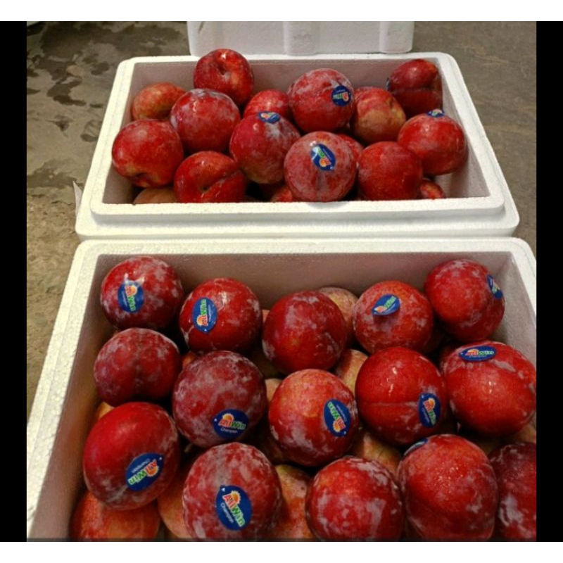 

Promo Buah Plum | Plum +-500 gram | Plum Buah segar