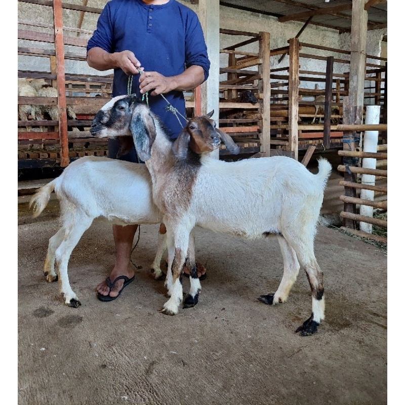 2 Ekor Kambing dan Domba Premium Untuk Aqiqah, Qurban dan Pelihara / Kambing dan Domba Murah Jantan 