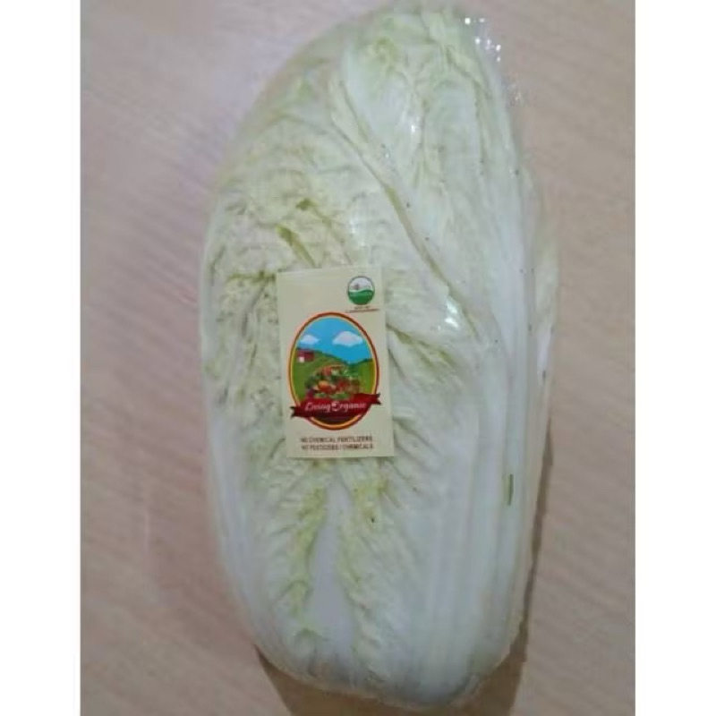 

Sawi Putih Organic || Chinese Cabbage Fresh Organic