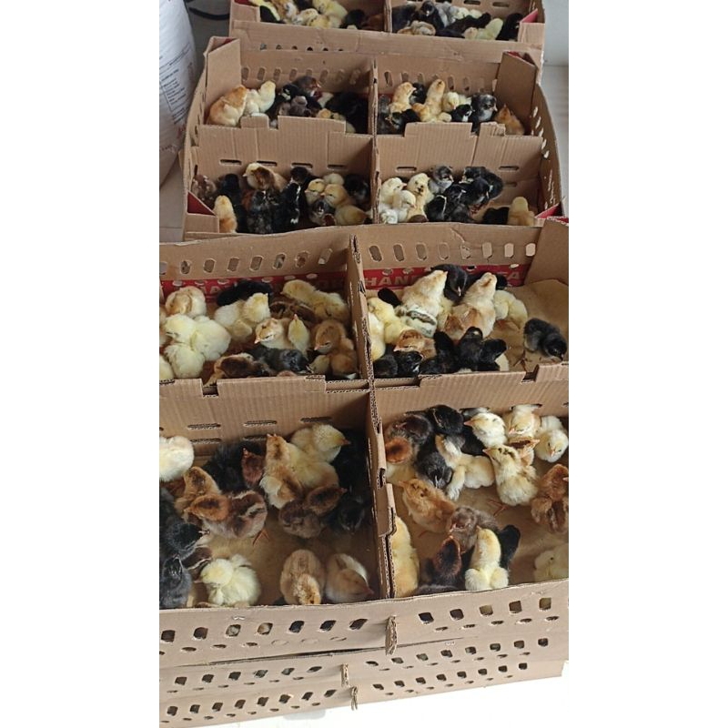 1 kotak isi 100 ekor doc kub 2 janaka bibit anak ayam kampung unggul balitbangtan KUB