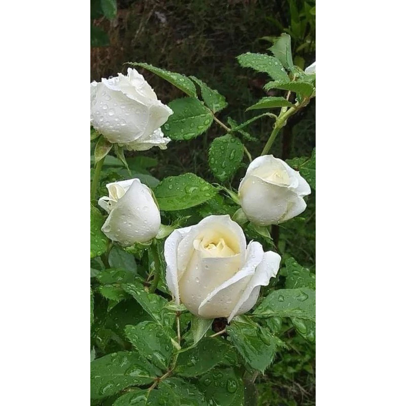 MAWAR PUTIH HOLLAND/ WHITE ROSE