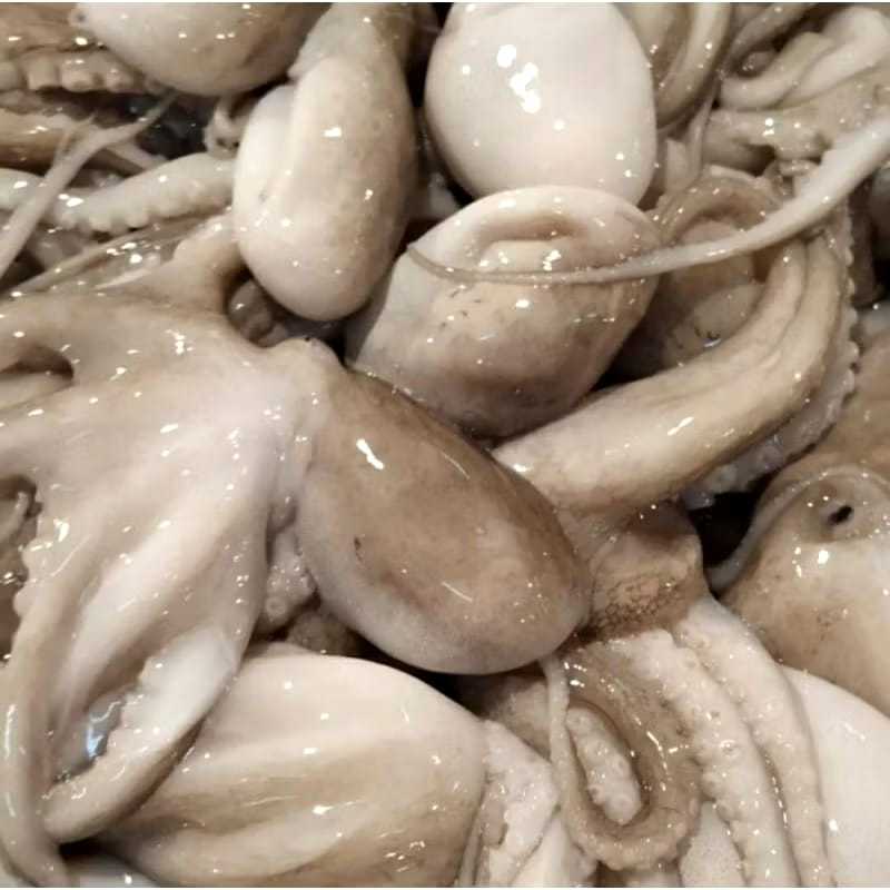 

Baby Octopus Frozen 1 kg - Pasar Buah Medan