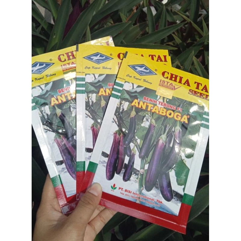 bibit terong ungu hibrida antaboga 10gram bisi kapal terbang