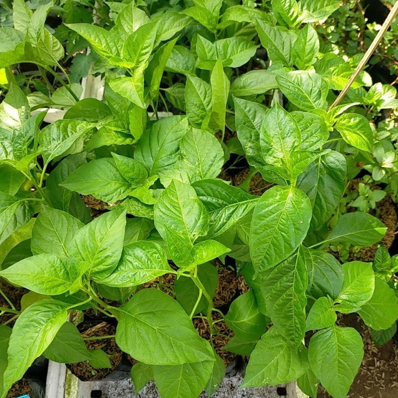 bibit tanaman sayuran cabe rawit setan/2 bibit