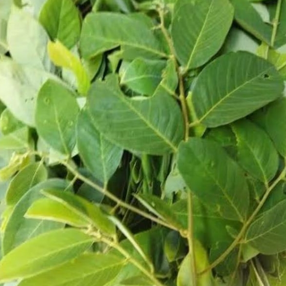 

daun kanyere/Kandri segar/250gram