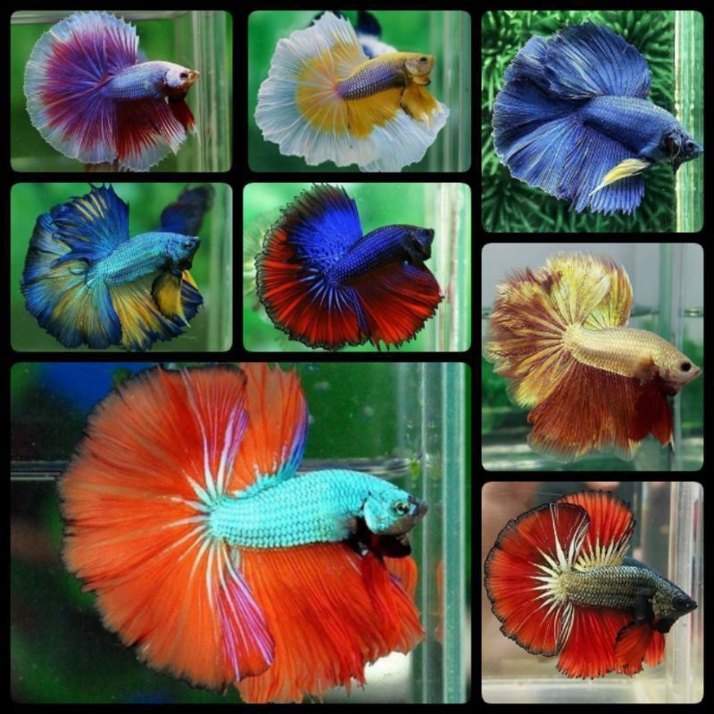 Cupang HM Rosetaile Warna Random Ukuran L+ Murah Berkualitas