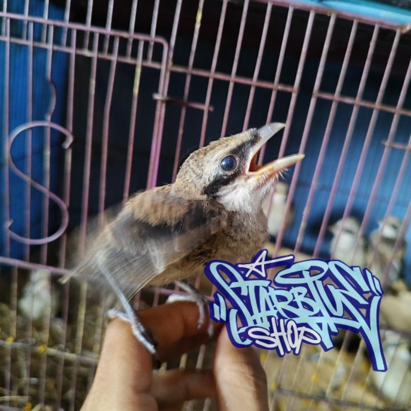 pentet/cendet anakan