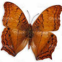 AWETAN INSEKTARIUM KUPUKUPU ASLI BUTTERFLY SERANGGA KERING VINDULA