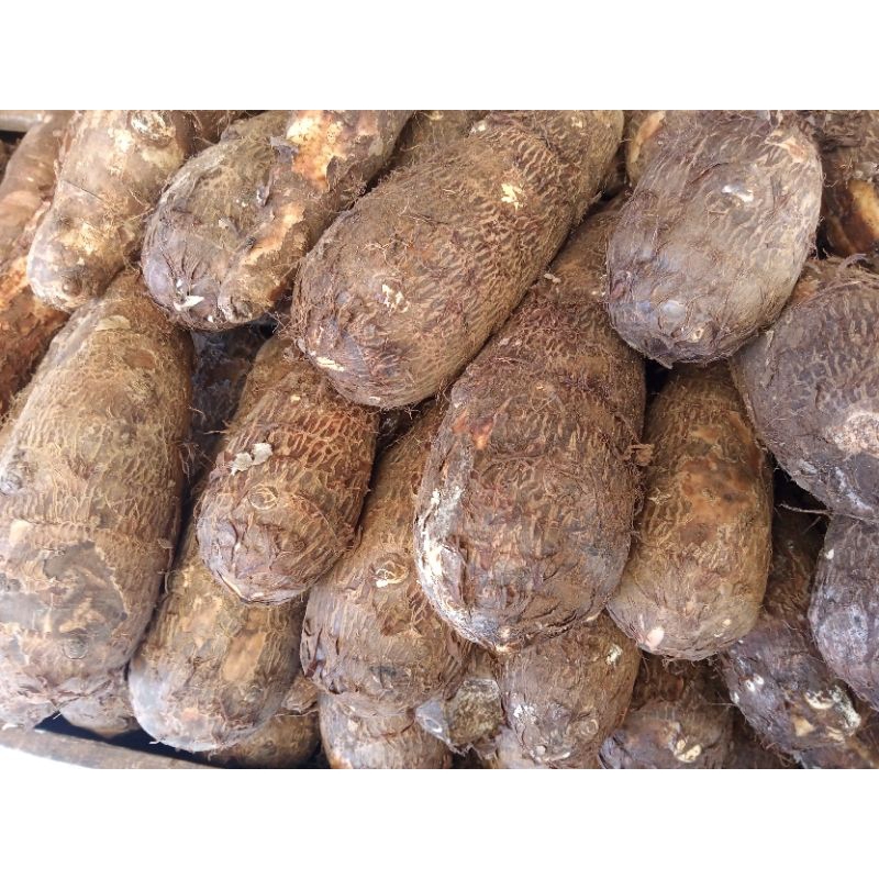 

Talas mentah | talas daerah per kilo | Buah Talas