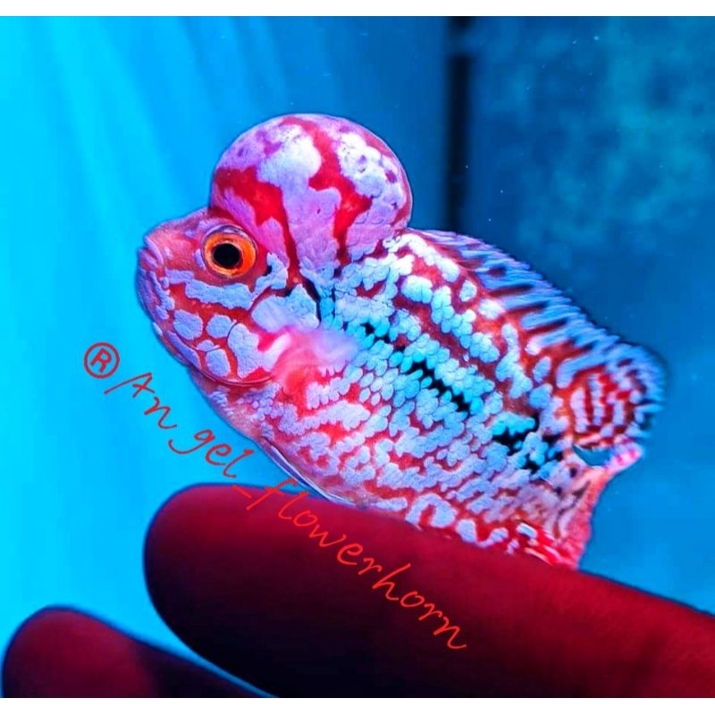 Flowerhorn Red King Kamfa F2 Progres | JANTAN