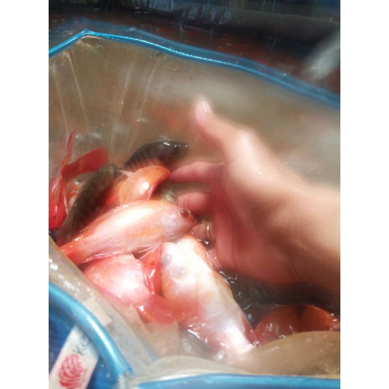 bibit ikan nila