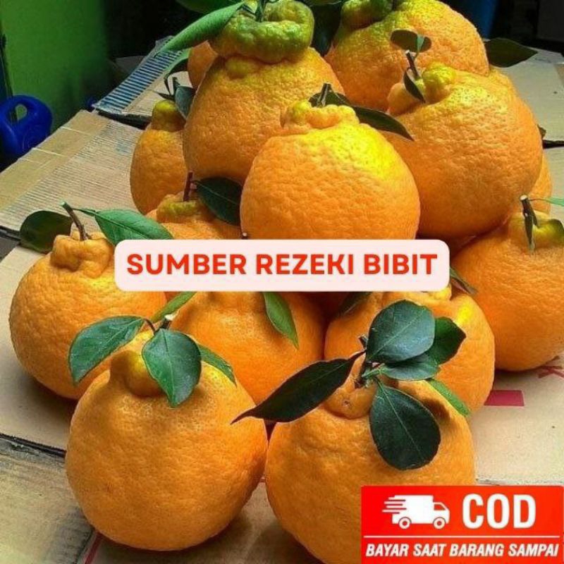 

JERUK DEKHOPON SIAP DIBUAH KAN HASIL OKULASI