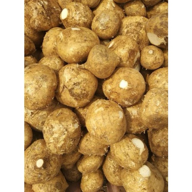 

Bengkoang 1 kg