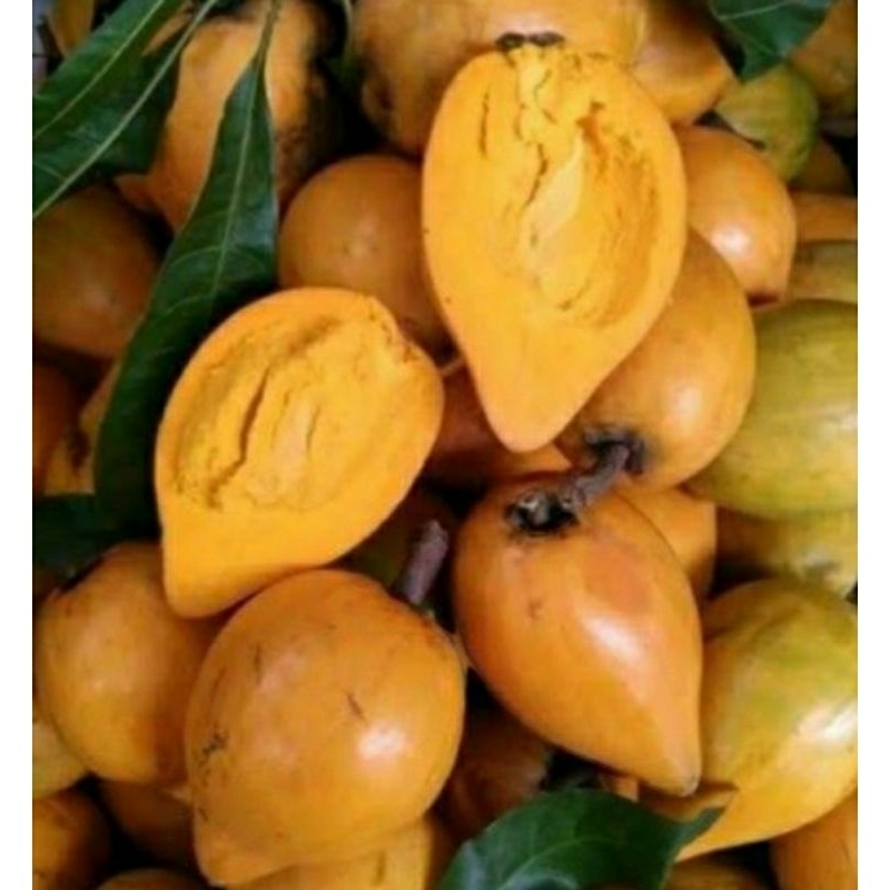 

BUAH ALKESA sawo mentega 500g