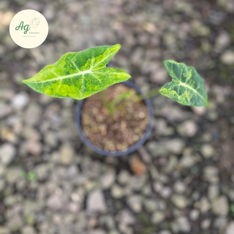 alocasia frydek varigata aurea