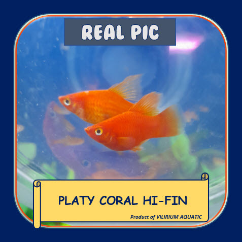 IKAN HIAS AIR TAWAR - PLATY CORAL HIGH FIN / PLATY CORAL HIFIN / PLATY CORAL DORSAL PANJANG