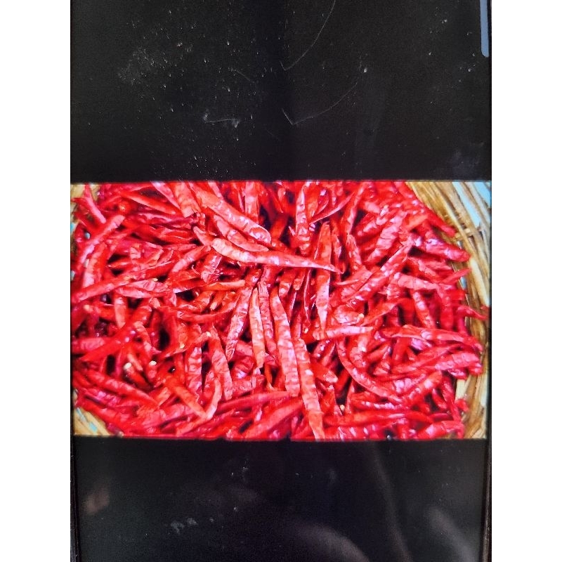 

CabeTejaKeringTanpaBijiTanpaGagangKualitasSuperMantulPedasnyaNampol