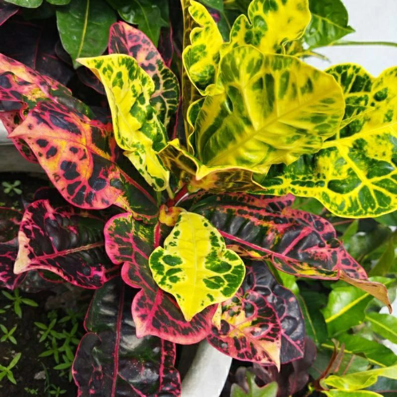 tanaman hias puring kura berkualitas