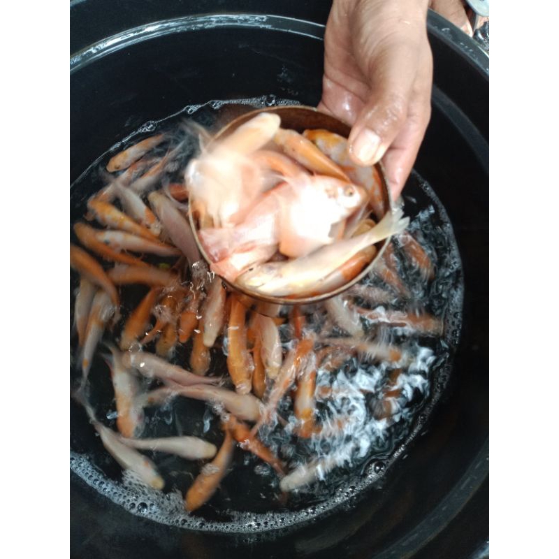 bibit nila merah Bangkok monosex literan