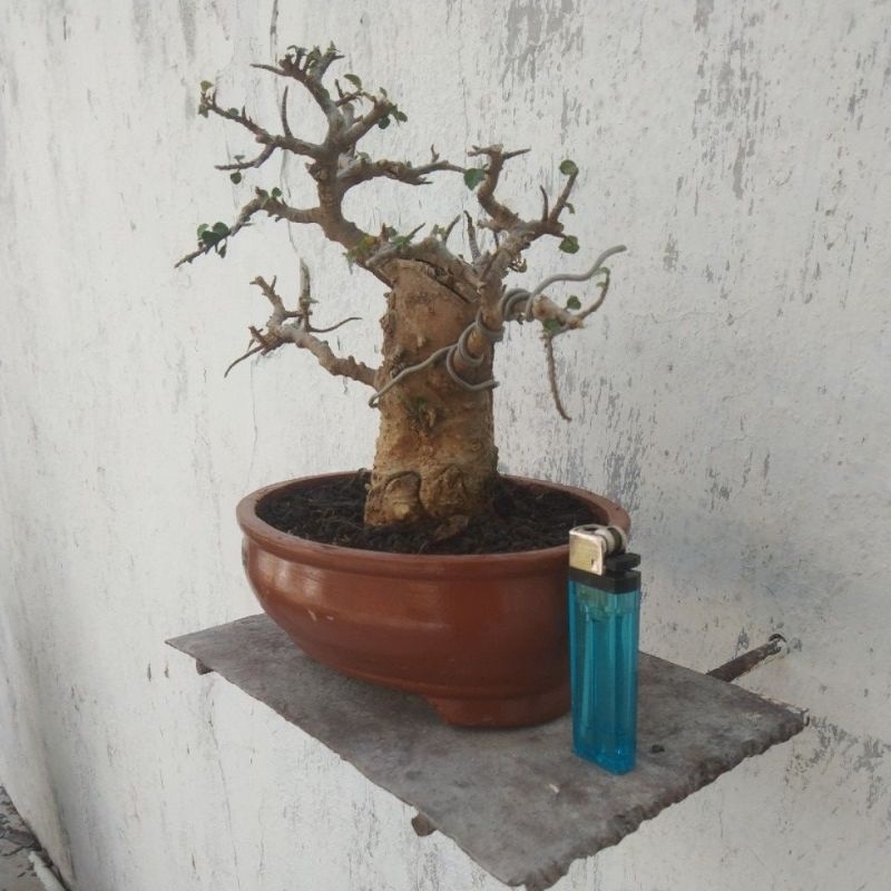 pot bonsai mame