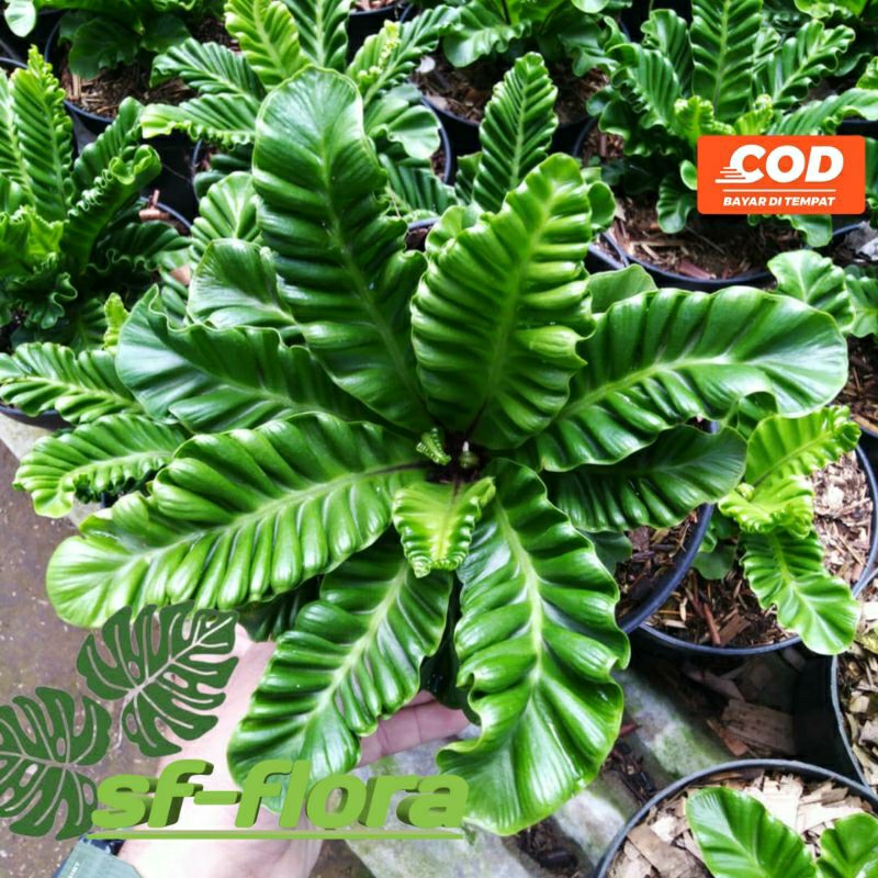 Tanaman  Hias kadaka lasagna  dewasa- Kadaka  lasagna  asplenium -Tanaman kadaka lasagna