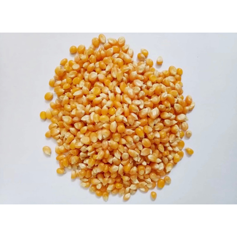 

Jagung Pop Corn Mentah Premium