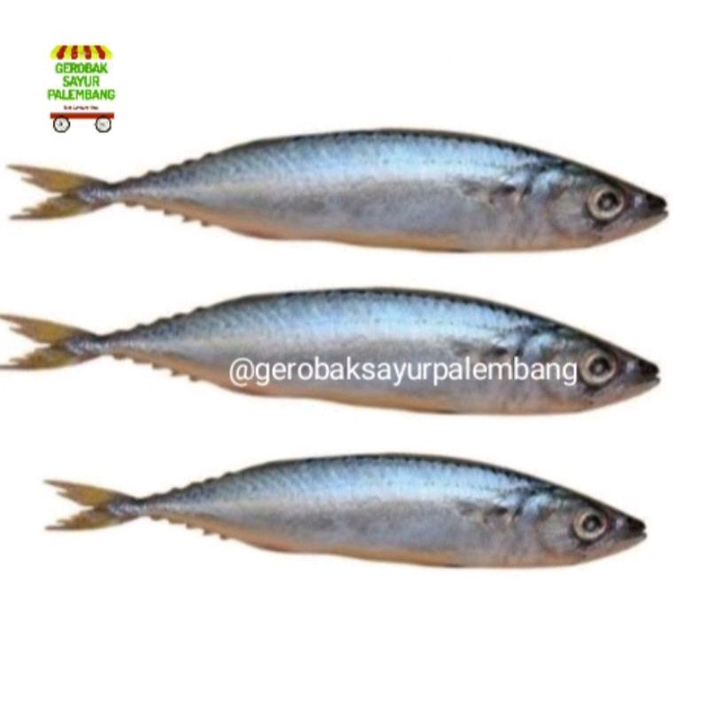 

ikan salam/ salem segar