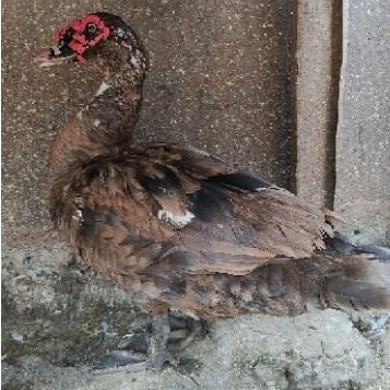 

Entok Jago Ngos Jumbo